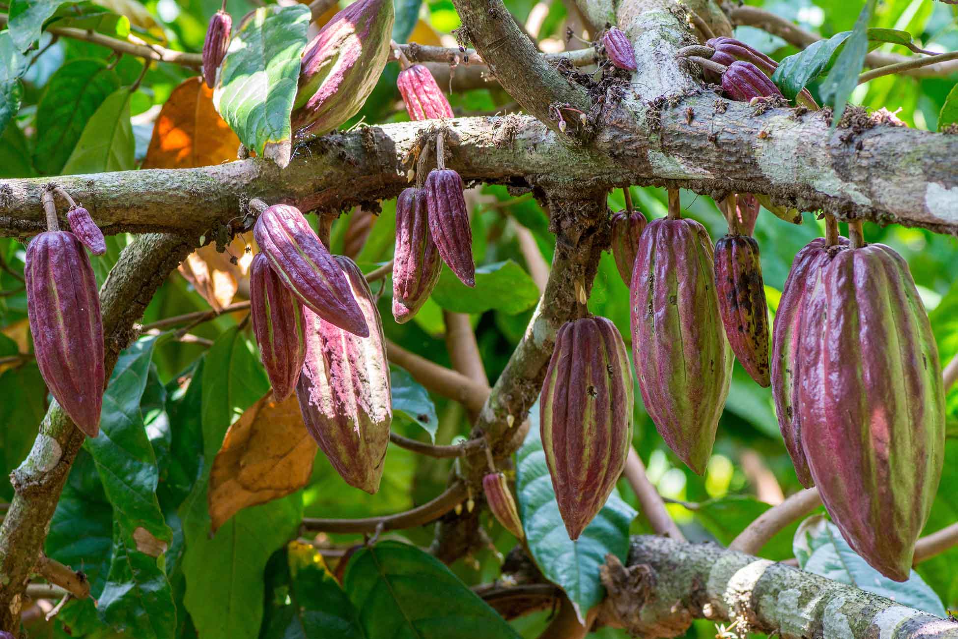 Cacaobranch1optimized Nina Chocolate